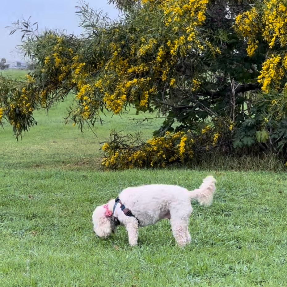 Wall Art Print - Dog In Park (Pack of 3)